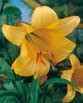 Lilium GOLDEN SPLENDOUR